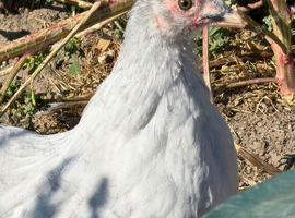 Pekins for sale