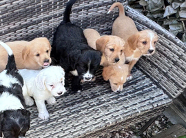 3 beautiful cockalier/springer puppies left for sale