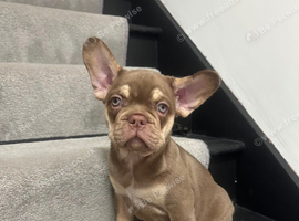 Reduced Isabella/Rojo Frenchie puppies