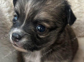 Long haired chihuahua boy