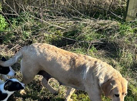 Labrador x collie puppies