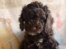Chocolate cockapoo