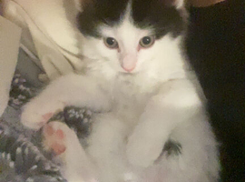 Black and white fluffy male kitten