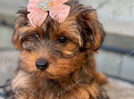 YorkiepooREDUCED