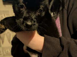 Puppies