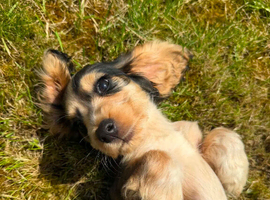 Beautiful Show Type Cocker Spaniels - 2 girls left
