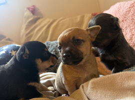Pomchi puppies