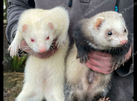 4 female ferrets