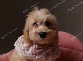 5 months old cockapoo girl