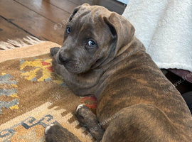Cane Corso / Bullmastiff Puppies ready to  go.