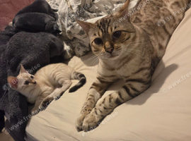 SNOW BENGAL. For STUD