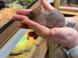 Beautiful girl hairless rats/ naked rats