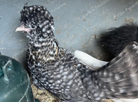 Polish, Silkie