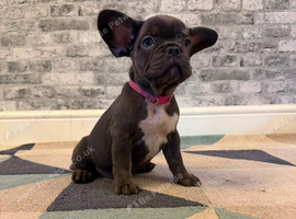 K.c French bulldog girl
