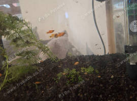 Lots of baby platys for sale