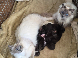 Ragdoll x kittens