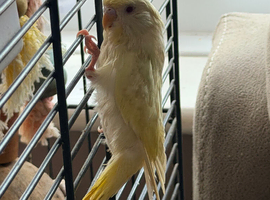 Dilute baby budgie