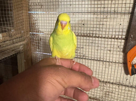 Baby budgies for sale  &pound;40 each collection mk404nn