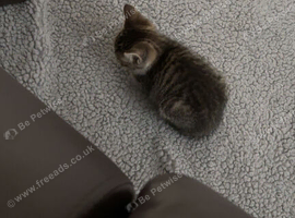 Domestic kitten