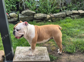 6 year old bitch for sale