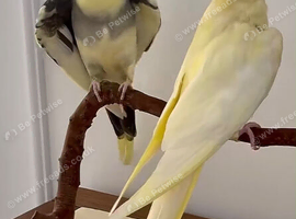 Baby cocatail talking parrot