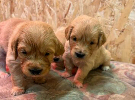 STUNNING GOLDEN RETRIEVER PUPPIES SEEKING THEIR LOVING HOMES