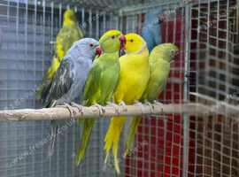 Ring neck parrot
