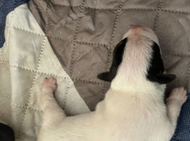 Miniature working jack russel