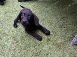 Only 2 left kc reg Labrador puppies