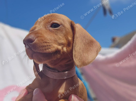 Minature Dachshunds READY TO RESERVE