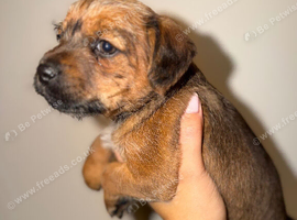 Border pups
