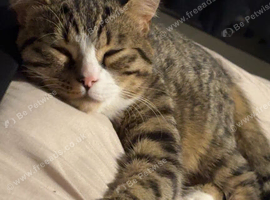 Male British Shorthair Mix