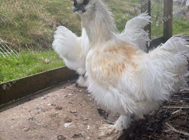 Silkie cockerels