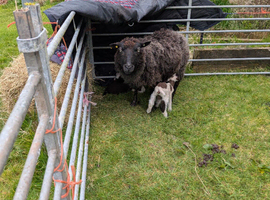 Shetland sheep