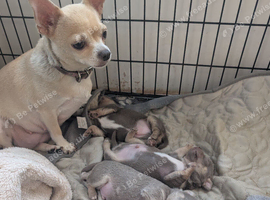 Chihuahua Pups