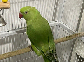 Indian Ringneck