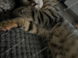 One beautiful tabby girl looking for her forever home