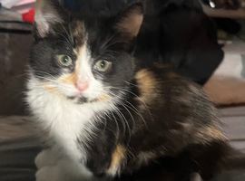 Adorable kitten for sale
