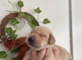 Beautiful Working Line Black and Yellow Labrador Puppies For Sale