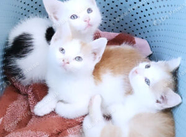 Stunning male kittens available