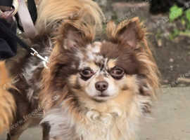 Long-haired merle stud dog
