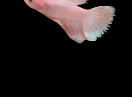 Betta fish