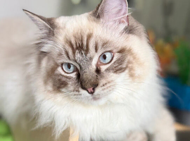 Beautiful Ragdoll 8 months old