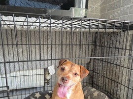 4yr old Terrier Boy
