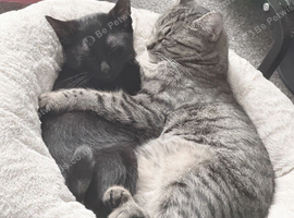 NEED REHOMED ASAP 1 black male Kitten & 1 junior tabby female