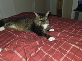 cat