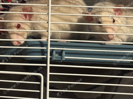 2 beautiful male dumbo rats