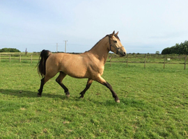 Warmblood for 3 day loan