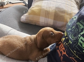 miniature dachshund puppies