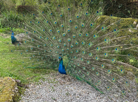 Breeding pair of peafowl for sale
